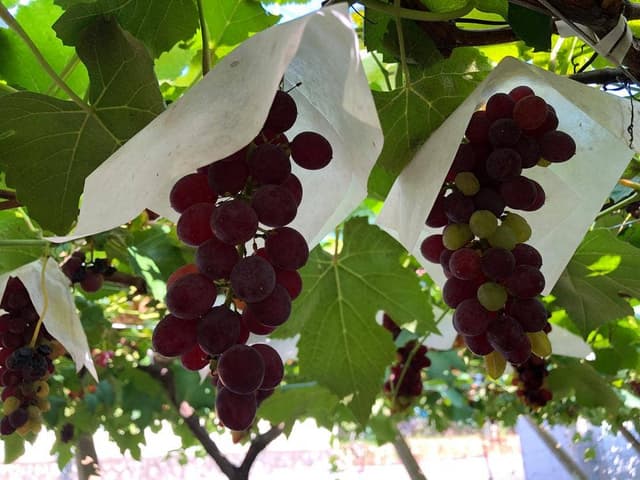 一古園 - サブ画像1