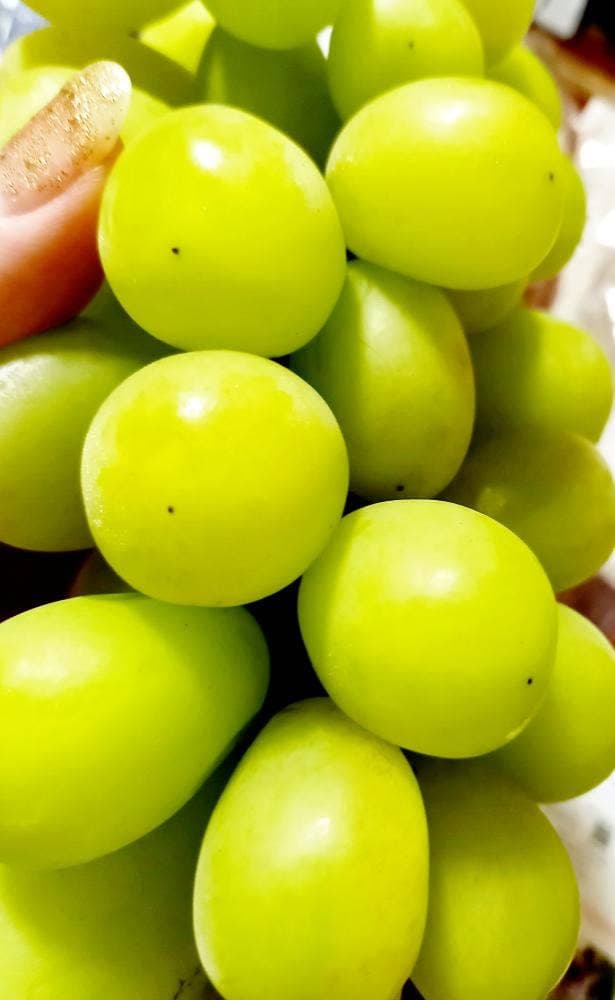 ぶどう狩り 盤峰園 - サブ画像3