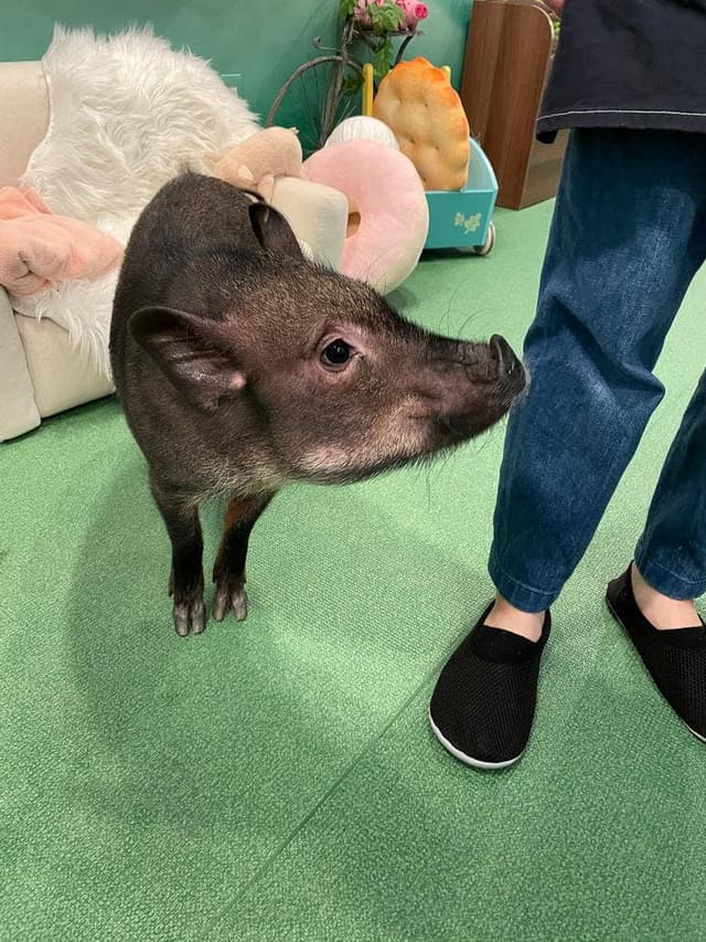 mipig cafe 大阪店 - サブ画像1