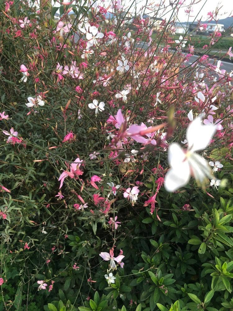 うえた菓子工房