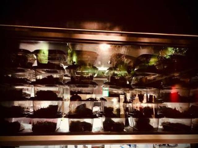 Shisha Lounge Ginza - サブ画像1