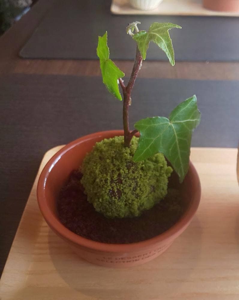 あかり屋ごはん