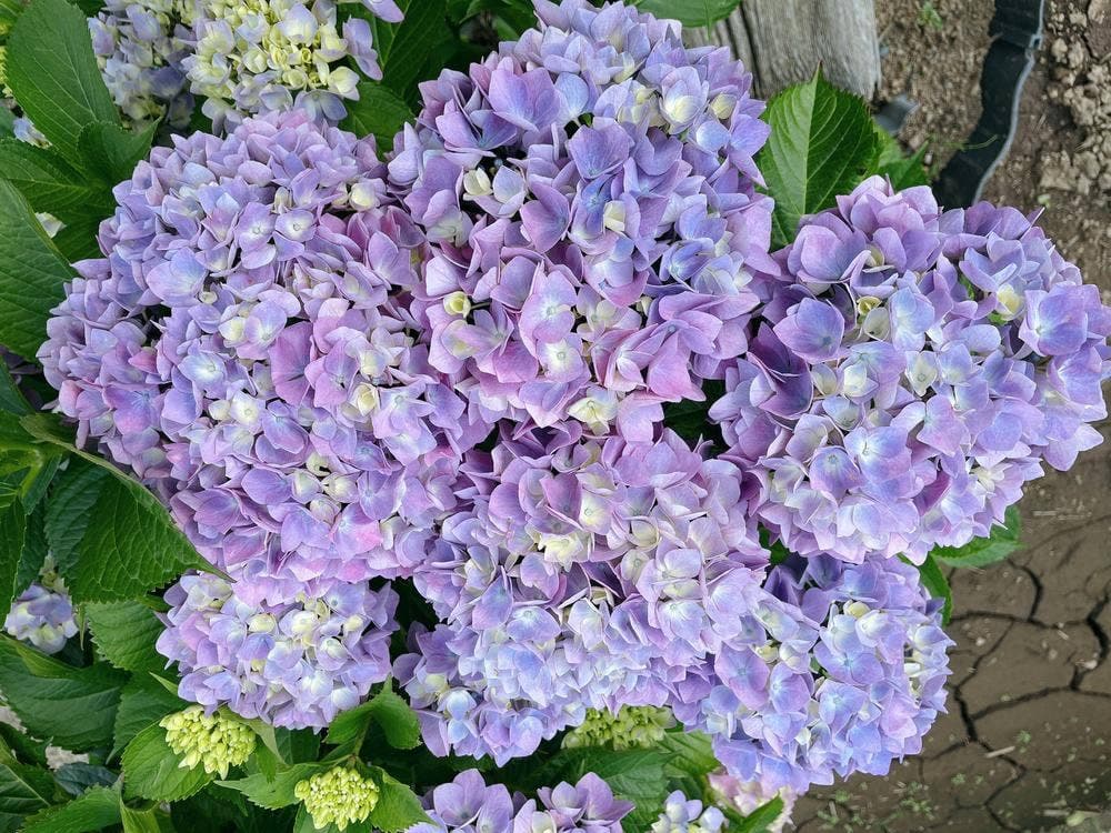離れ家 石田屋