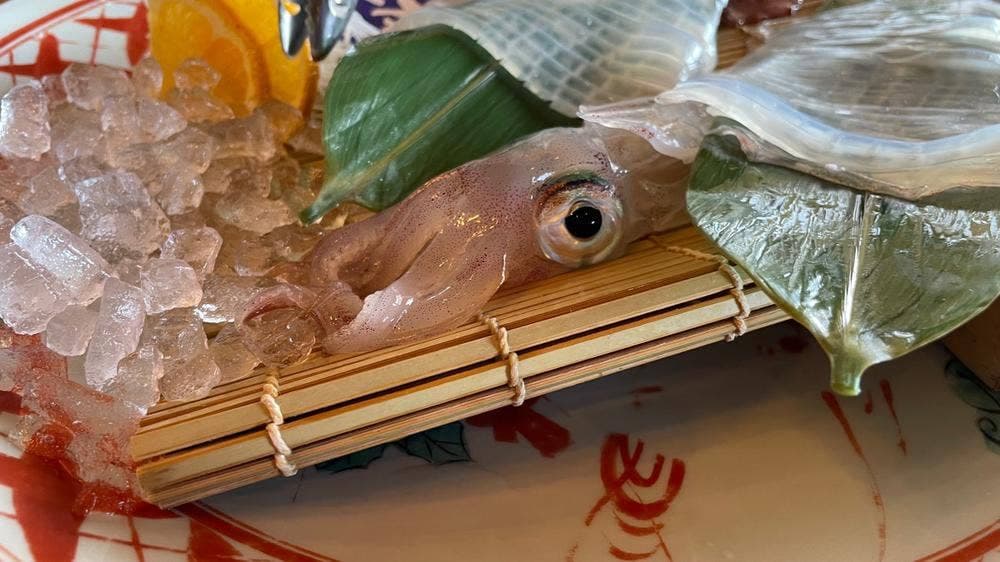 はつしろ