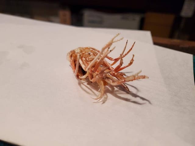 天ぷら 眞 - サブ画像1