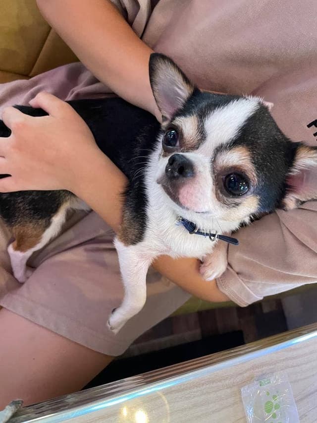 小動物カフェ はなはな - サブ画像1