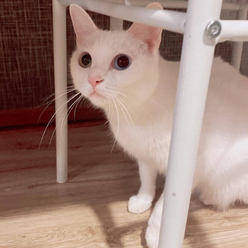 よりみち茶屋とおまわり