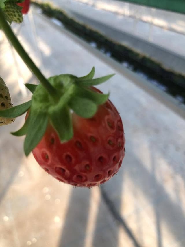 廿原ええのお - サブ画像3