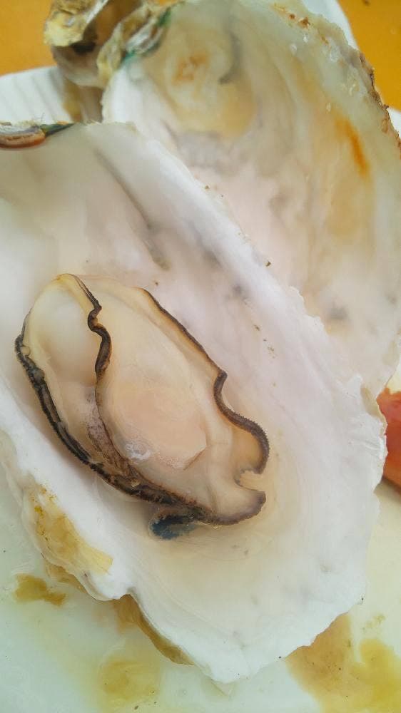 かきのますだ 善幸丸 - サブ画像2