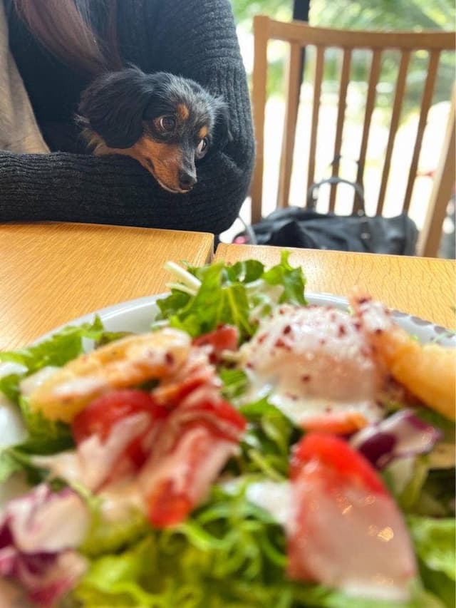 DOG DEPT+CAFE お台場東京ビーチ店 - サブ画像2