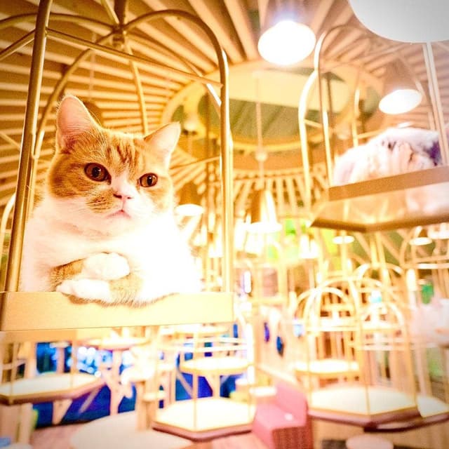 猫カフェ MOCHA 秋葉原店 - サブ画像1