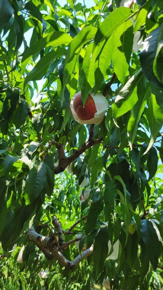 見晴し園 - サブ画像3