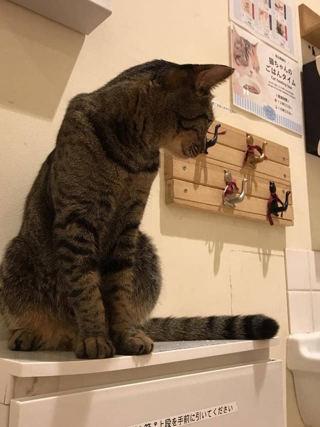 moff animal Cafe 高崎OPA店 - サブ画像3