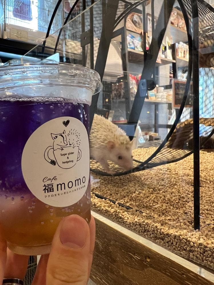 cafe 福momo