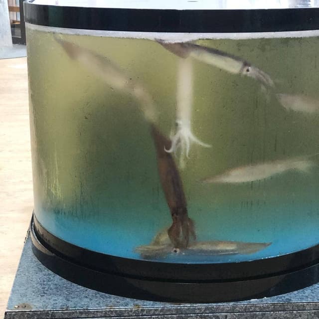 回転寿司 えりも岬 菊水元町店 - サブ画像1