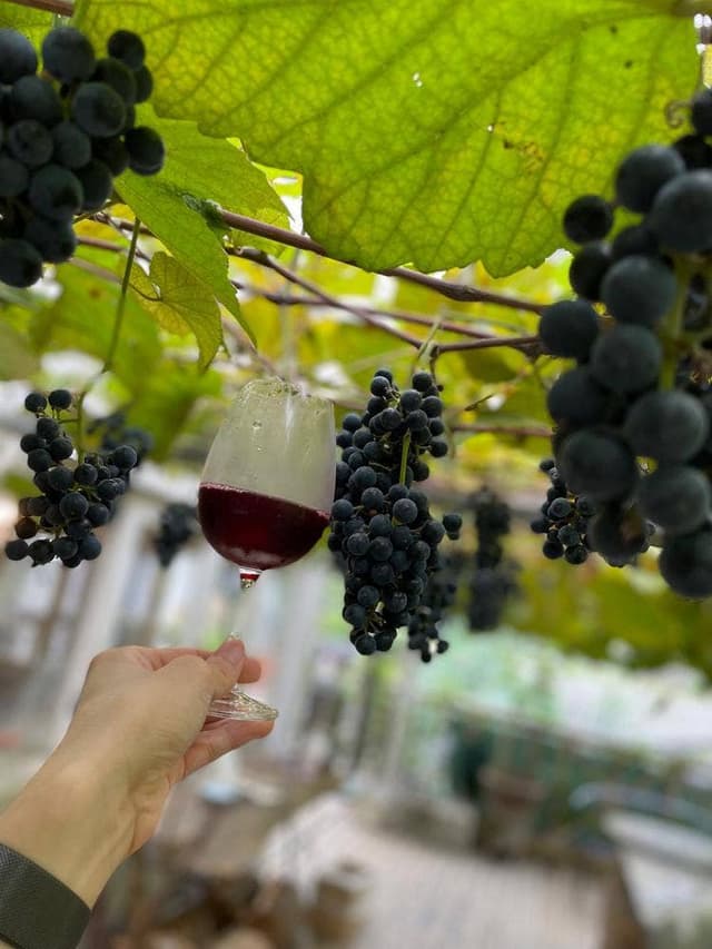 ココ・ファーム・カフェ - サブ画像3