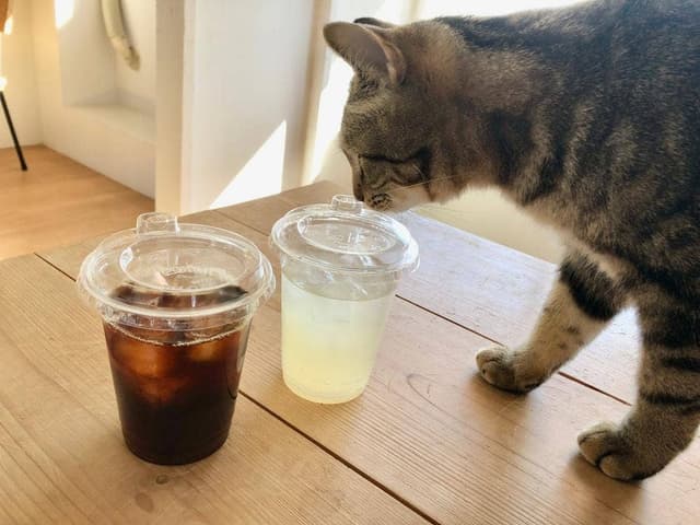 保護猫カフェ 285 - サブ画像1