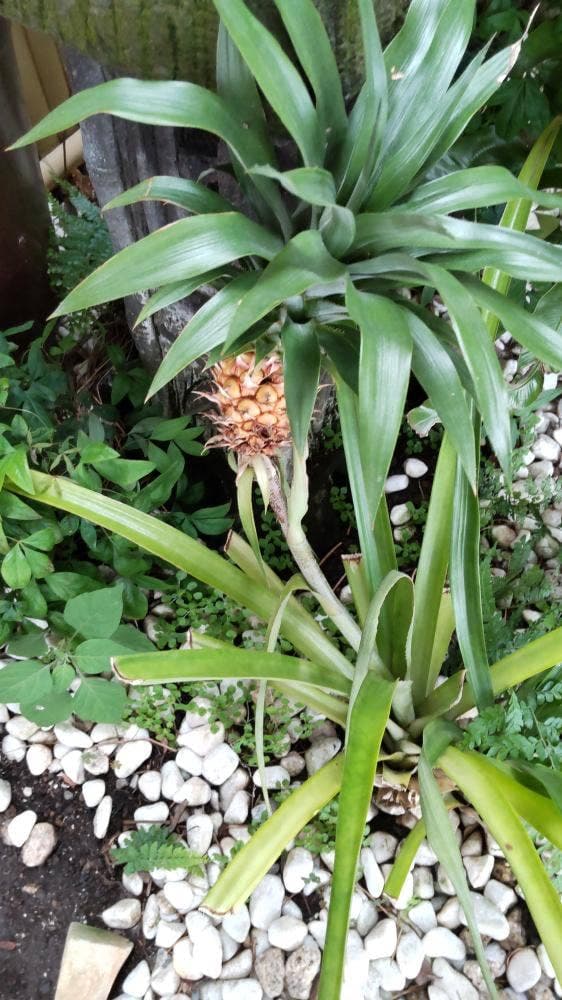 旅館食堂 くりや - サブ画像1