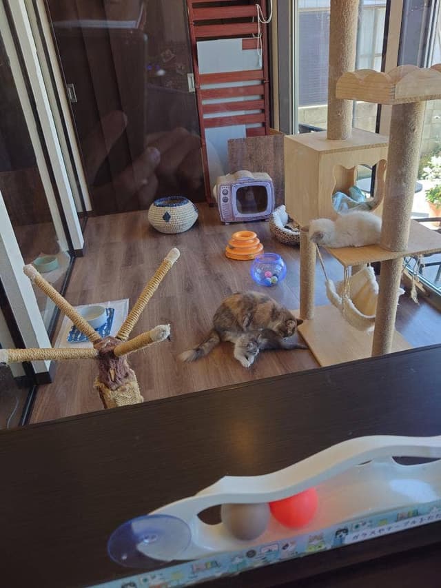 ねこカフェ she-on - サブ画像1