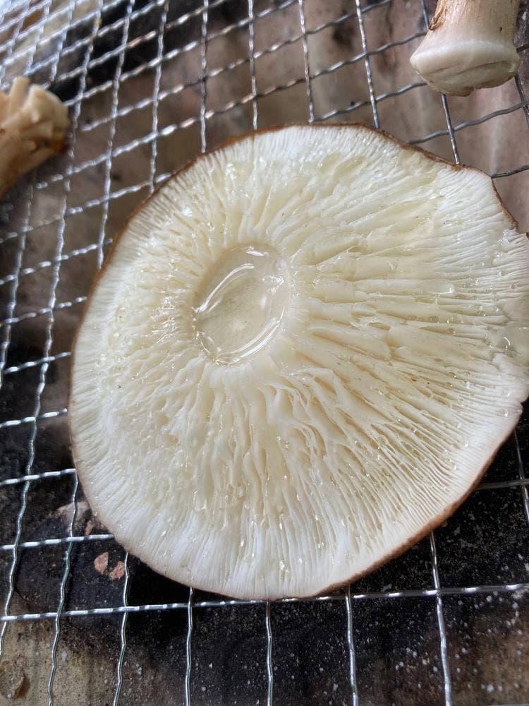 しい茸園 有馬富士