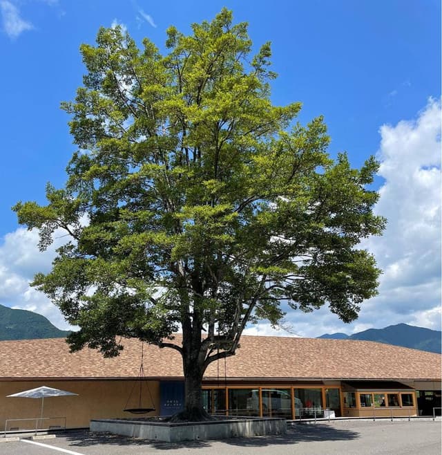 湖の駅 さめうらカヌーテラス カフェ - サブ画像1