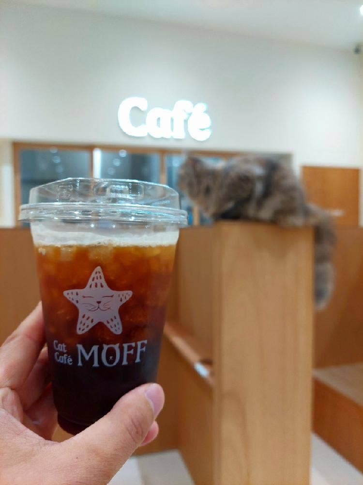 CatCafeMOFFイオンモール豊川店
