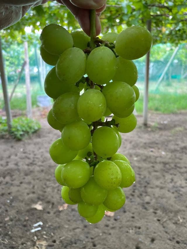 石和いちご館青柳 - サブ画像3