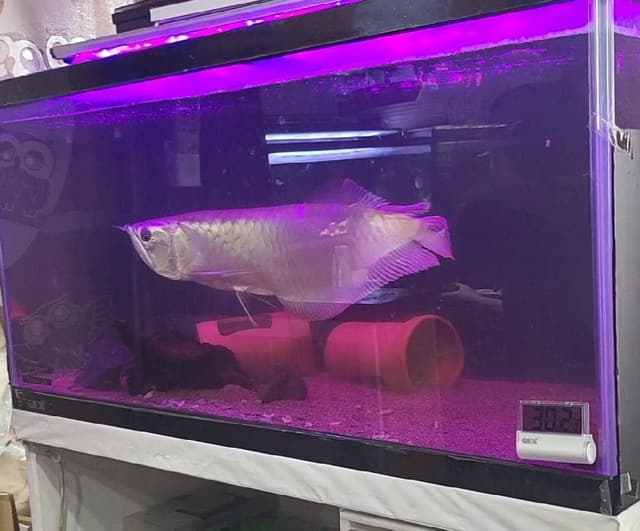 和彩葉 - サブ画像1