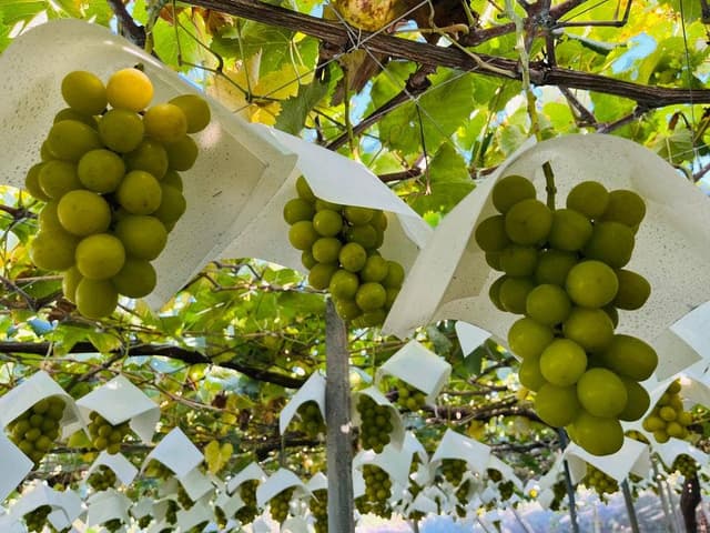 見晴し園 - サブ画像1