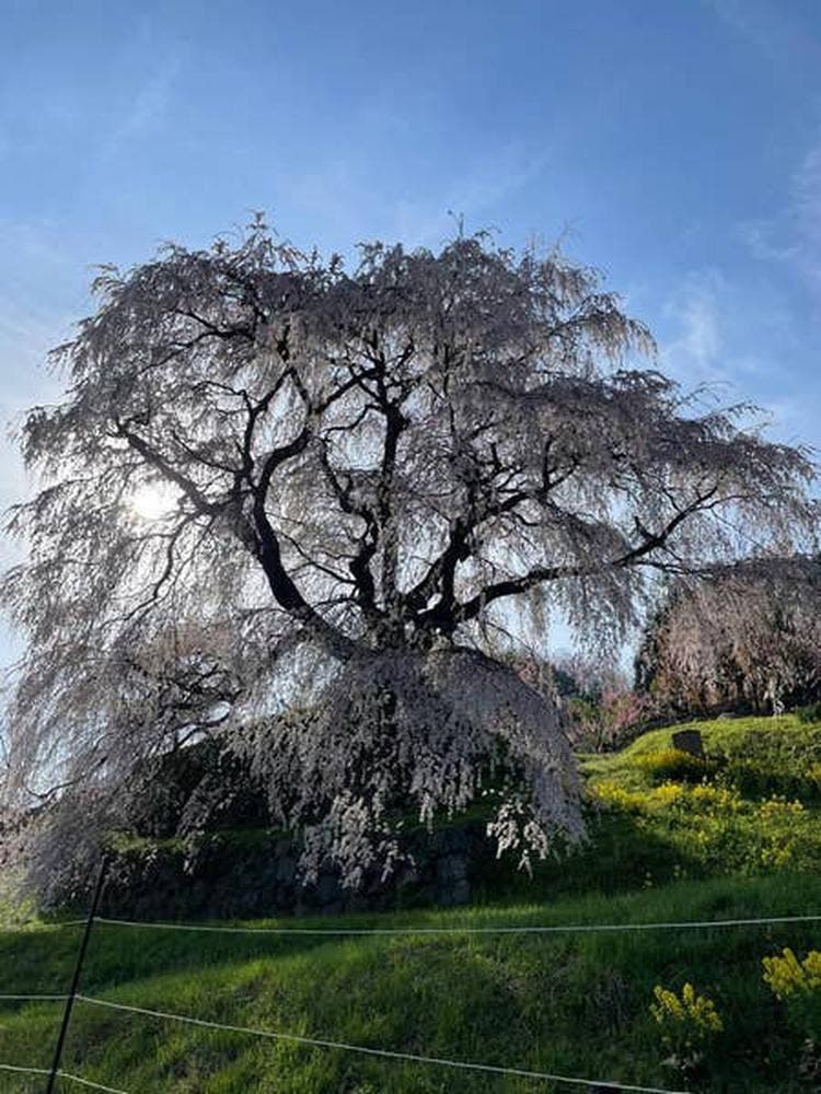 名物 又兵衛桜の草餅 製造直売