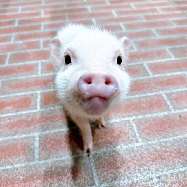 Pignic cafe yokohama - サブ画像2