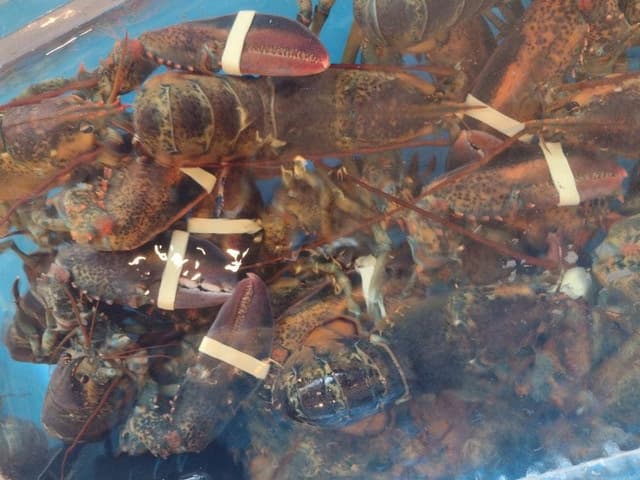 レッドロブスター 須磨海浜公園店 - サブ画像3