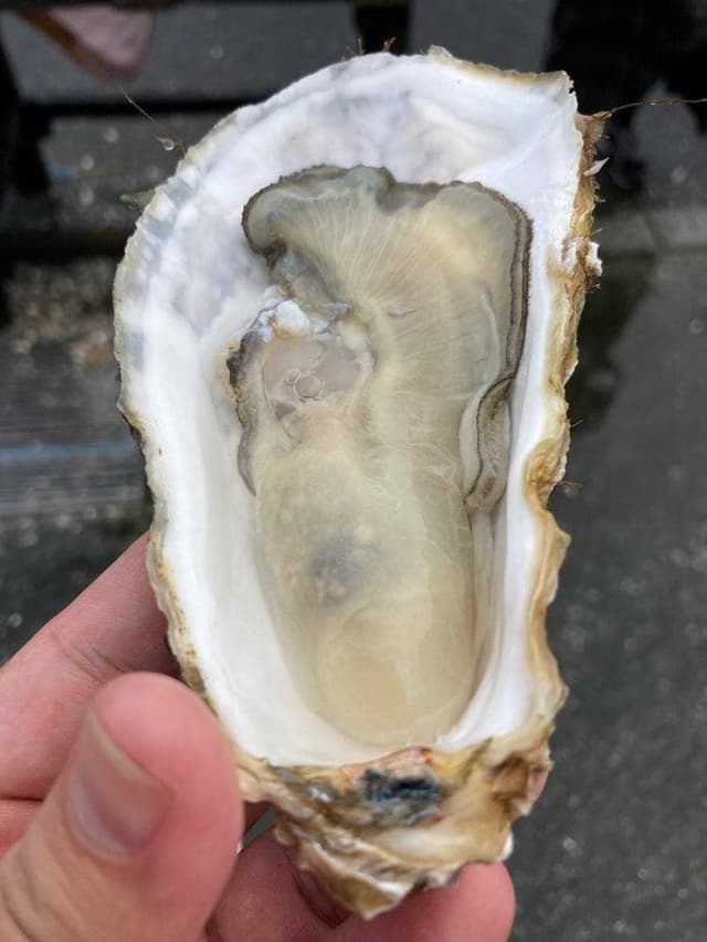 ヤマサ水産 お魚センター店 - サブ画像2