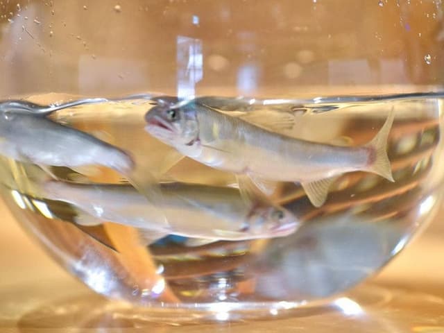 料理屋 みや﨑 - サブ画像3