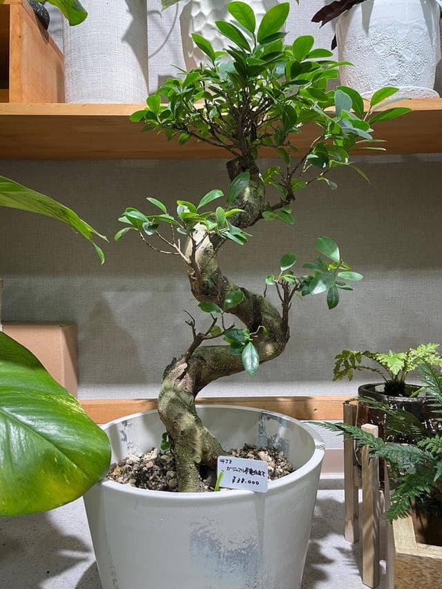 観葉植物とカフェのみせ botanical terrace - サブ画像1
