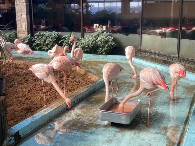 メヒコ 守谷 フラミンゴ館 - サブ画像1