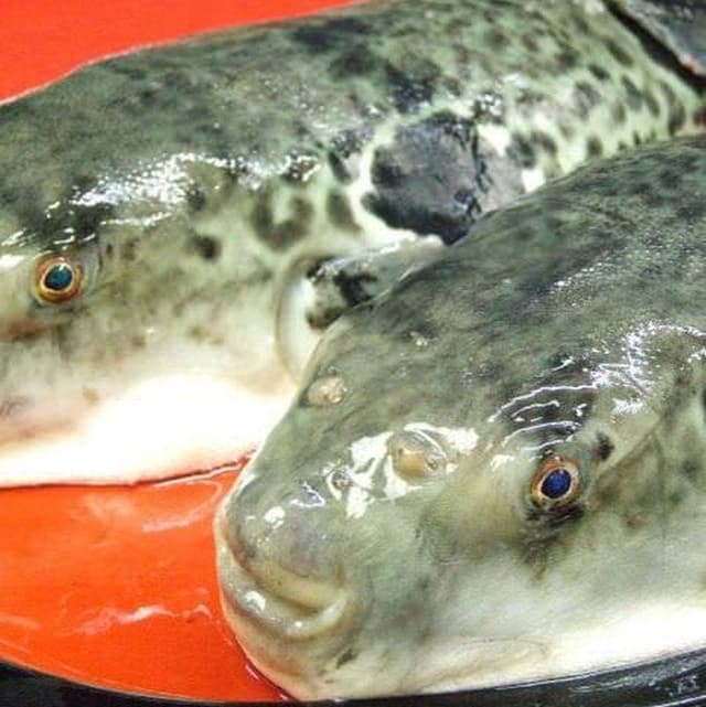 高槻活ふぐ専門店 二代目 ふぐ義 - サブ画像2
