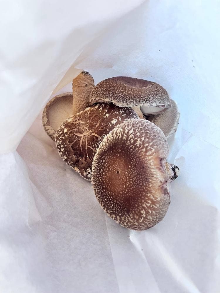 きのこ苑 お山のたいしょう