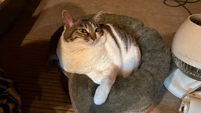 居酒屋小町 - サブ画像1