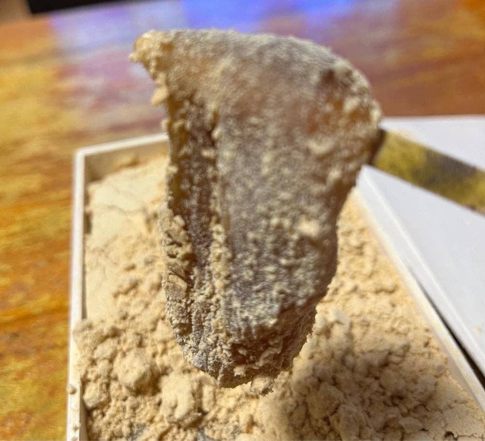 ツバメヤ 日本橋店