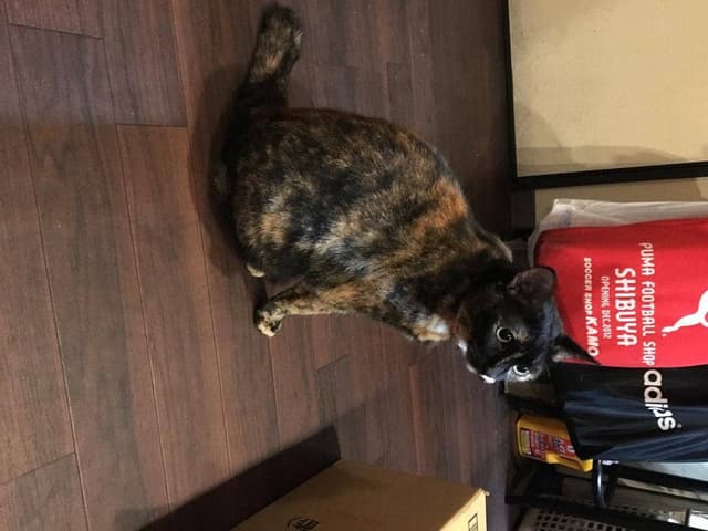 もんぱーる - サブ画像1