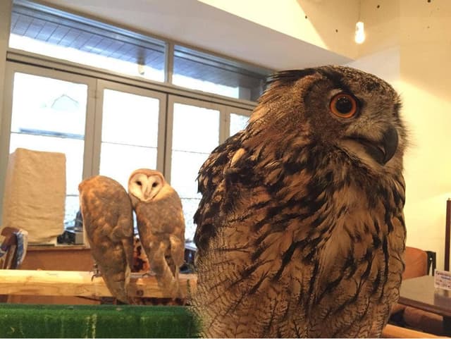 渋谷フクロウカフェ Cafe HOOT HOOT - サブ画像1