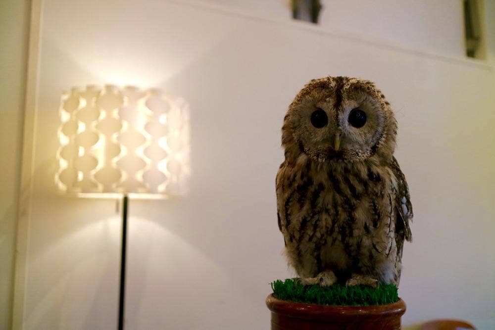 渋谷フクロウカフェ Cafe HOOT HOOT