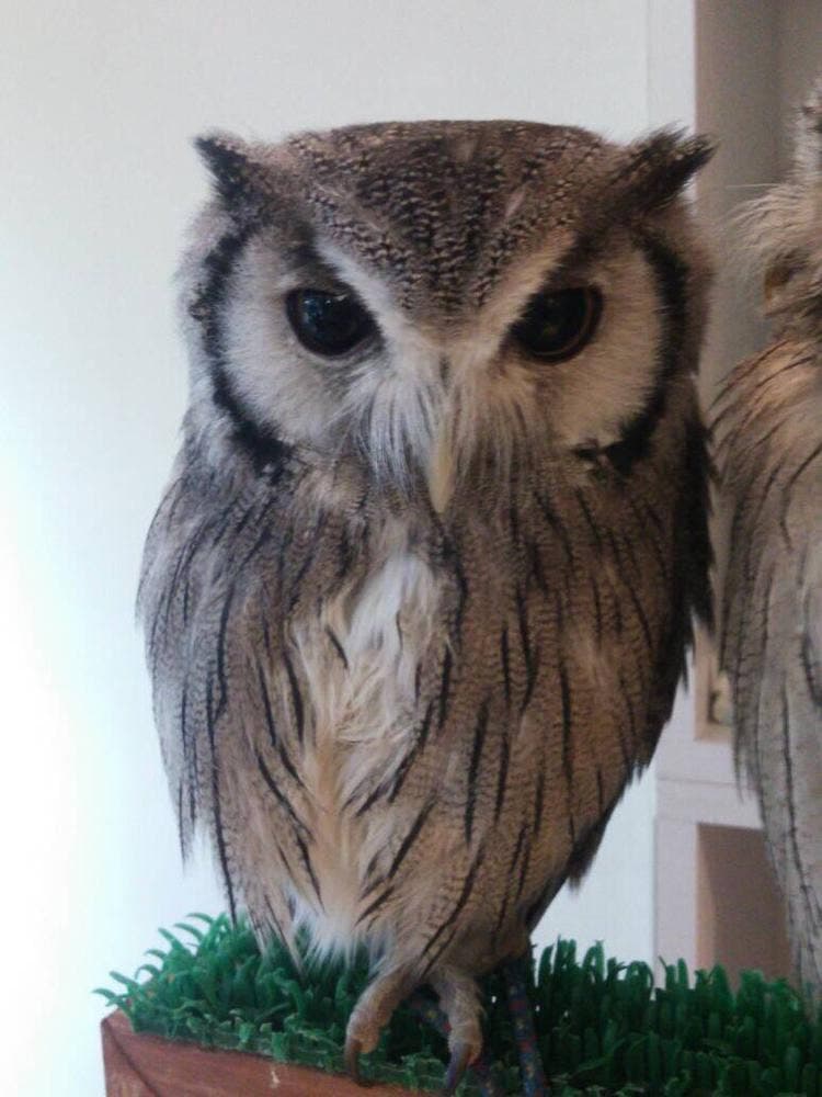 フクロウのみせ