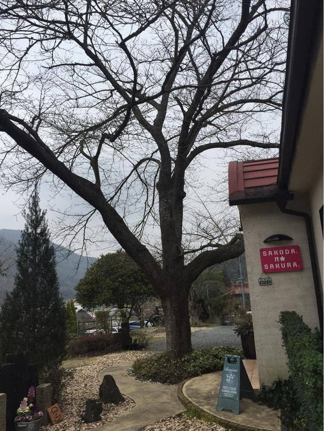 さこだのさくら - サブ画像1