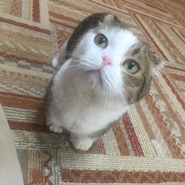 猫カフェ れおん - サブ画像2