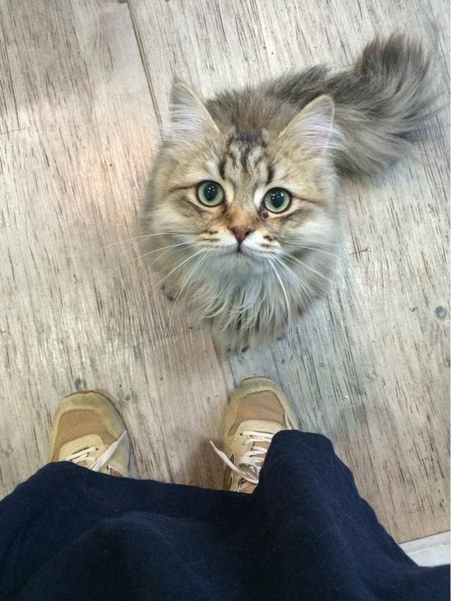 Moff animal cafe iiasつくば店 - サブ画像3
