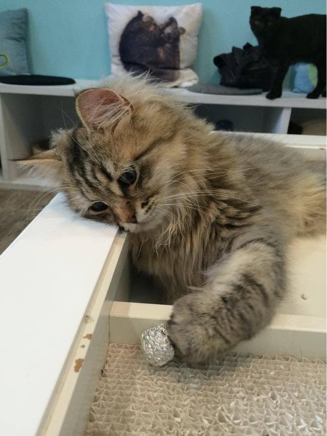 Moff animal cafe iiasつくば店 - サブ画像2