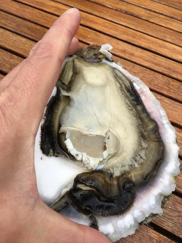 カクダイ水産 - サブ画像1