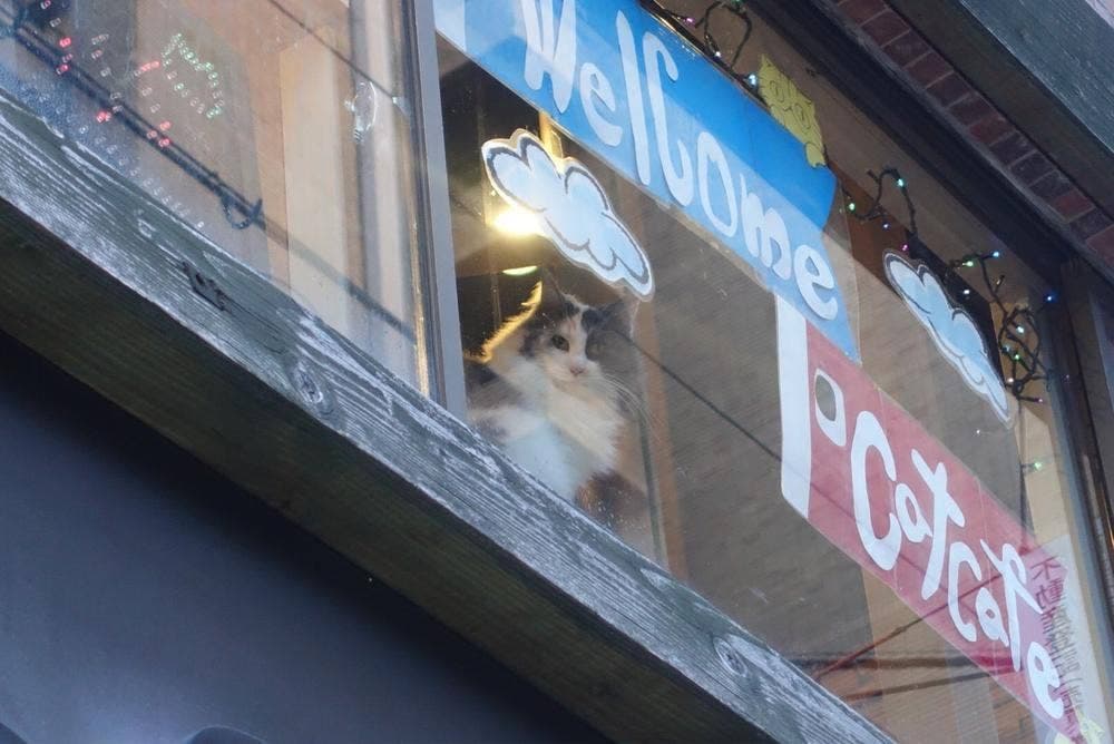 Cat of Liberty
